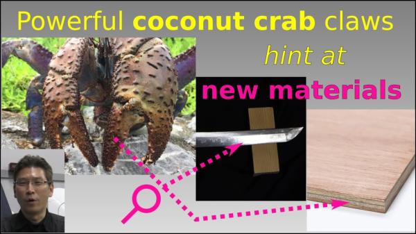 Thumbnail_Powerful coconut crab claws hint at new materials